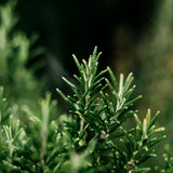 St. Eval Bay & Rosemary Tin Candle