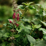 St. Eval Bergamot & Nettle Diffuser Refill