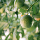 St. Eval Grapefruit & Lime Tin Candle