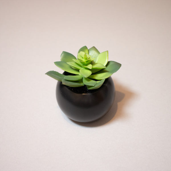 Succulent in Black Pot