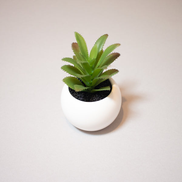 Succulent in White Pot