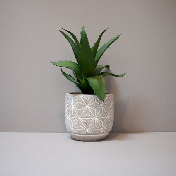 Cactus in Grey Pot