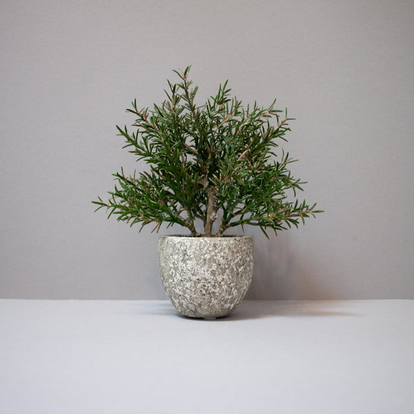 Rosemary in Stone Pot