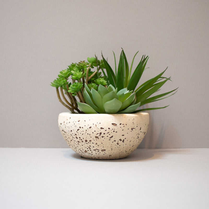 Succulents in Cement Bowl